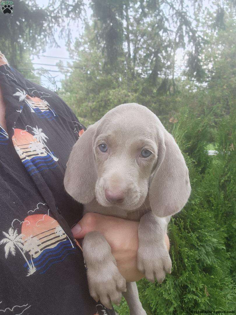 Garen Weimaraner Puppy For Sale in Pennsylvania